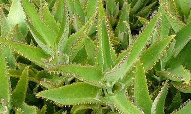 Kalanchoe -Tinktur zur Behandlung von Krampfadern